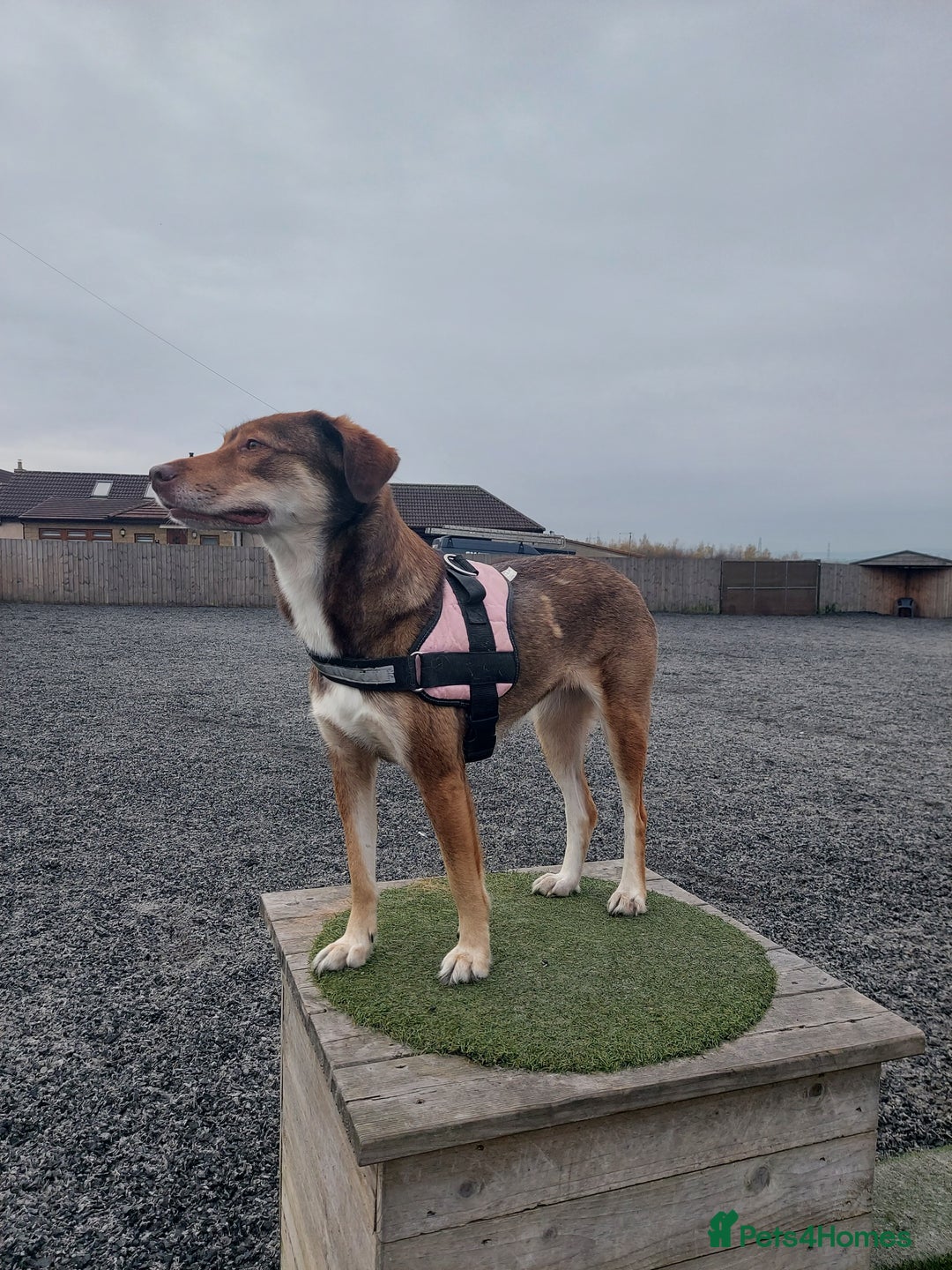 Mixed Breed dogs for sale: 6 year old mix breed  - Image 2