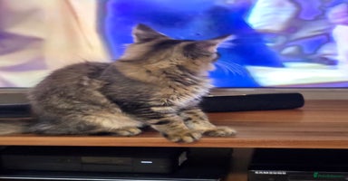 Maine Coon cats - Advert 14