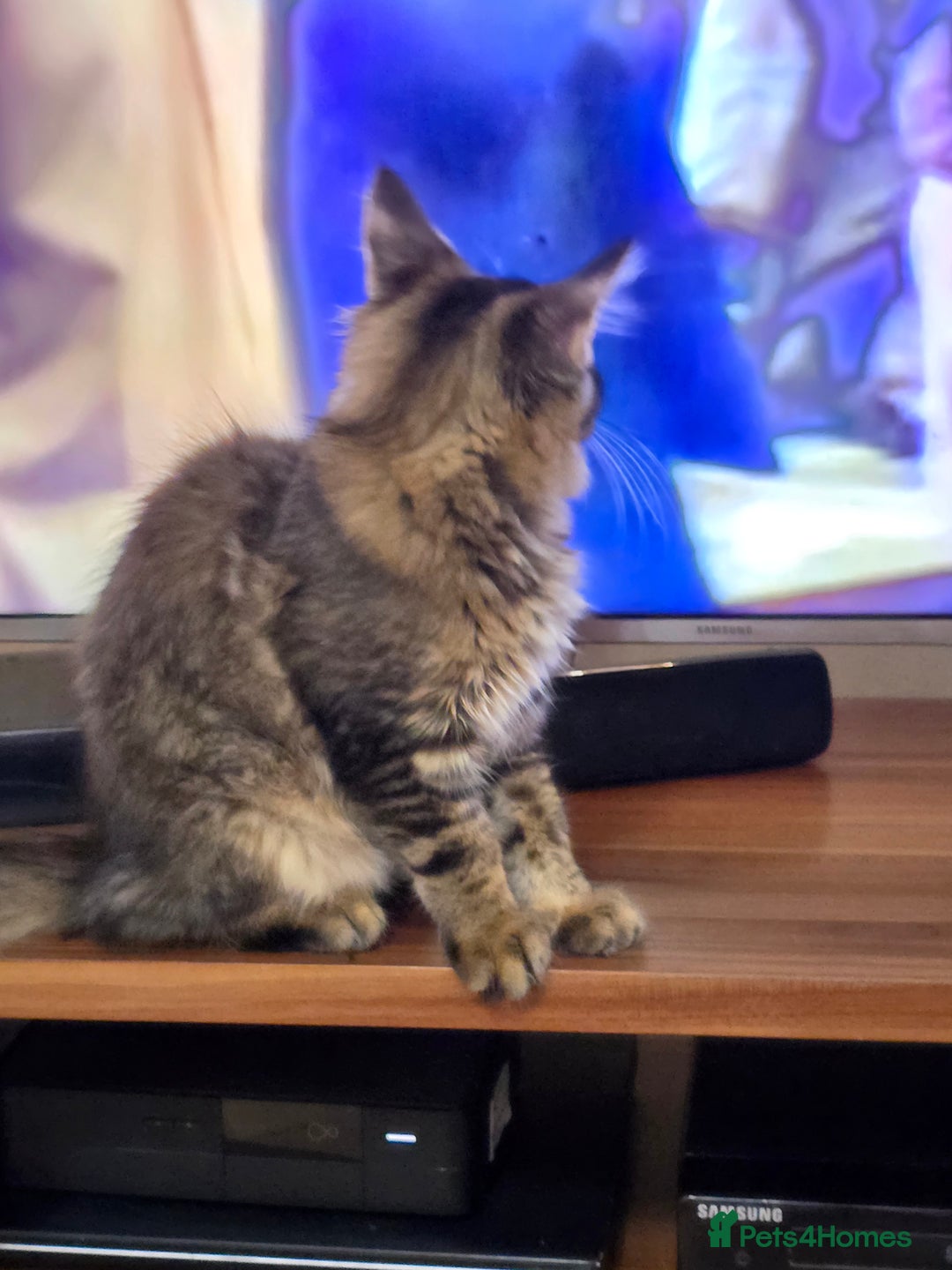 Maine Coon cats for sale: One girl left 💙  - Image 4