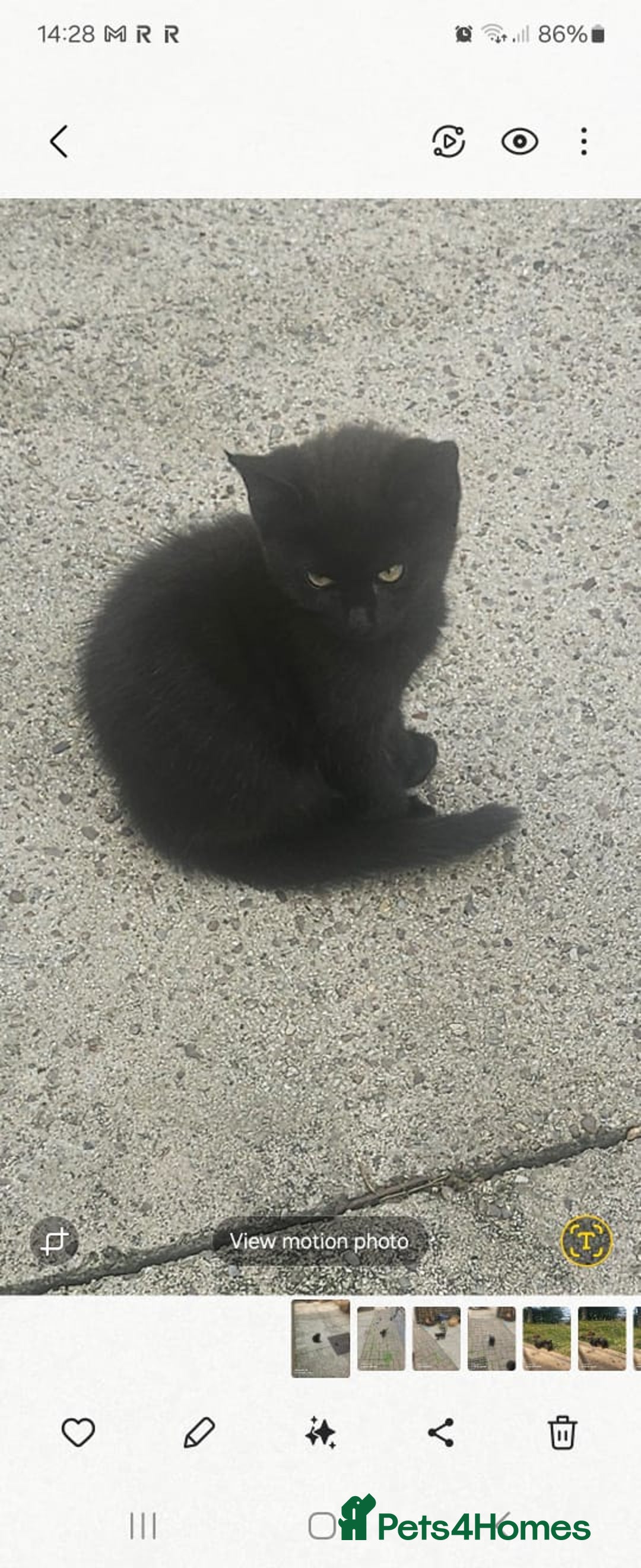 Mixed Breed cats for sale: Beautiful kittens  - Image 4