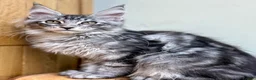 Maine Coon cats for sale: Beautiful Maine Coon kittens - Advert 12