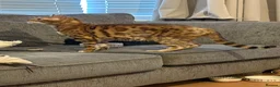 Bengal cats for sale: Male Bengal needs quiet home! - Advert 2