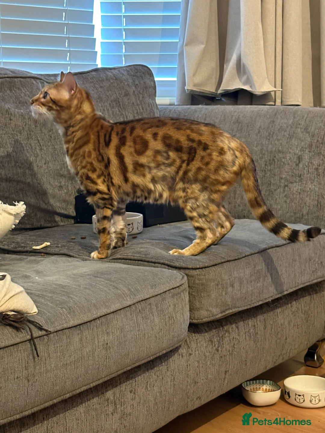 Bengal cats for sale: Male Bengal needs quiet home! - Advert 2