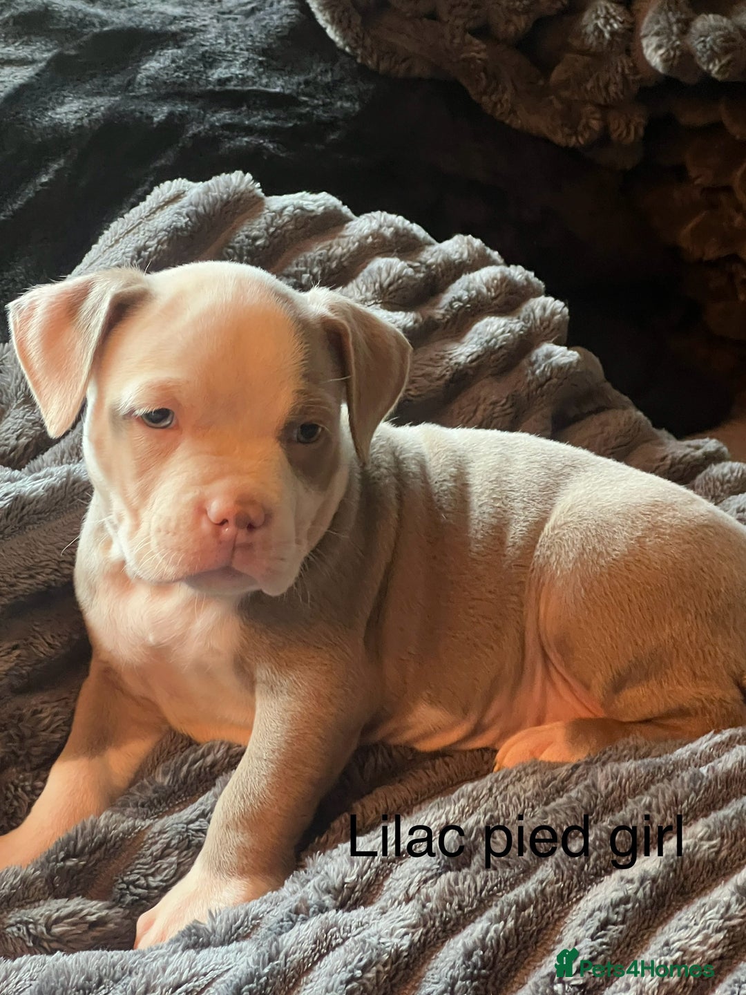 American Bully dogs for sale: Ready now! ABKC pocket bullies for sale.  - Advert 9