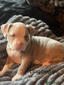 American Bully Puppy 3