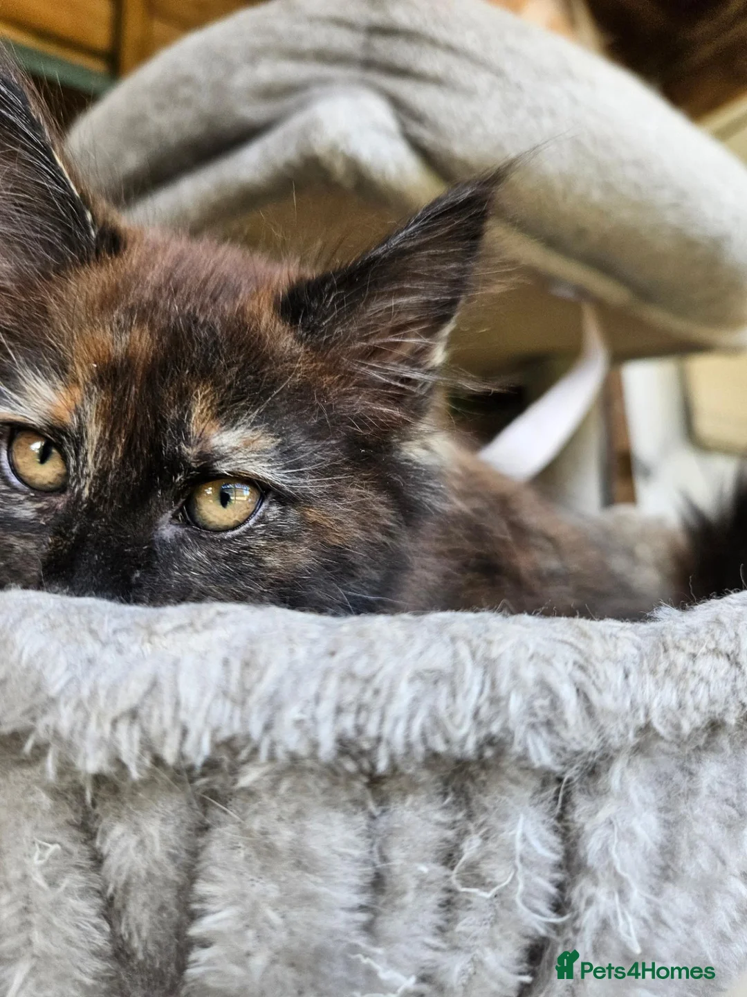 Maine Coon cats for sale: Maine Coon babies  - Advert 2