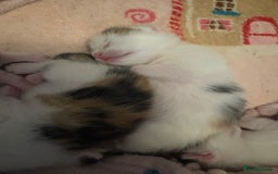 Bengal cats for sale: Bengal mix   in Manchester - Image 5