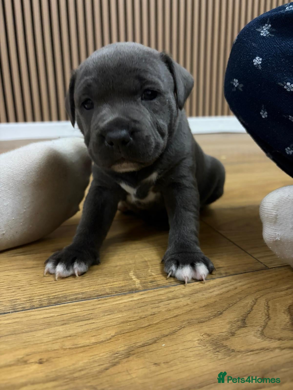 Staffordshire Bull Terrier dogs Blue Staffordshire bull Terrier pups  - Advert 1