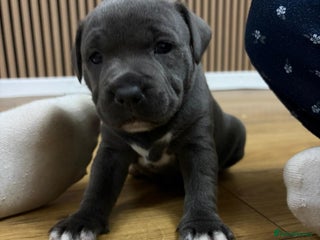 Staffordshire Bull Terrier dogs Blue Staffordshire bull Terrier pups - Advert 2