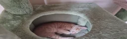 Mixed Breed cats for sale: Little best friends - Advert 25
