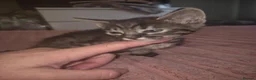 Savannah cats for sale: F3 savannah kittens - Advert 19