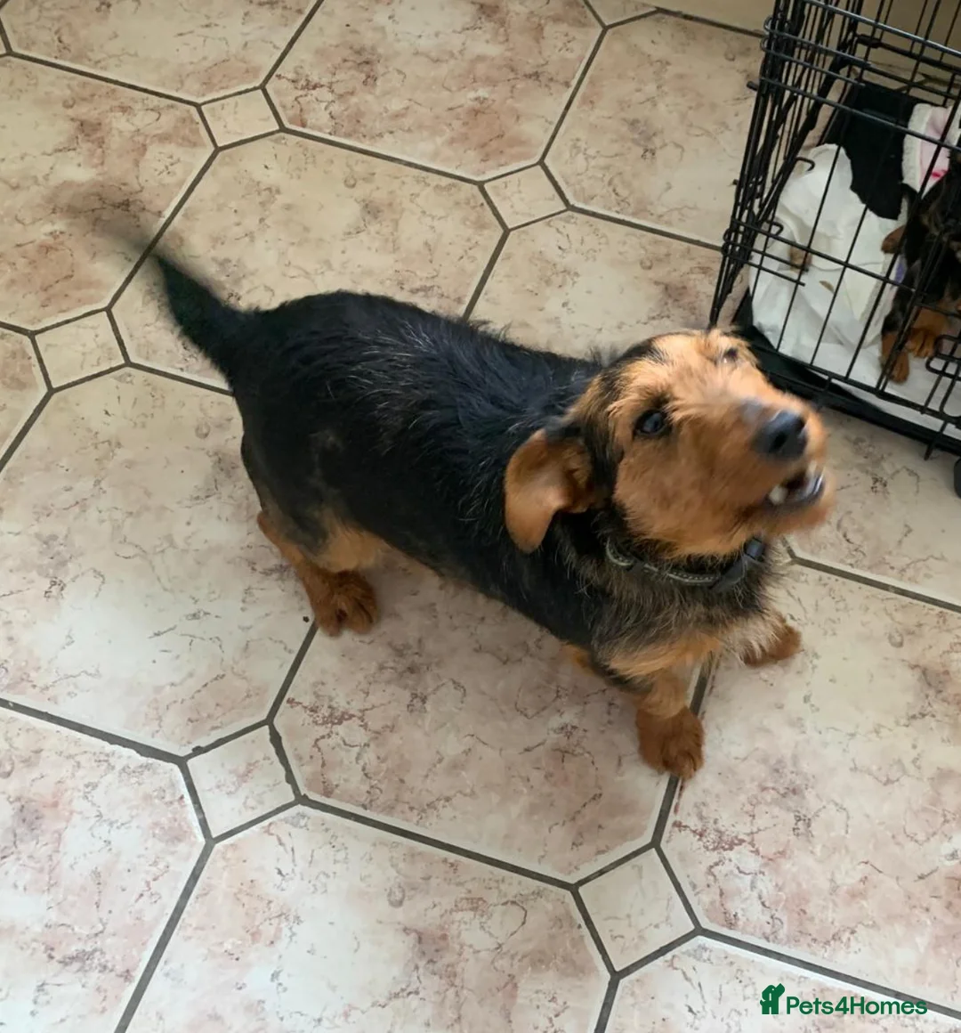 Mixed Breed dogs for sale: Sausage jacks  in Wigan - Advert 1