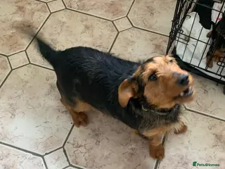 Mixed Breed dogs Sausage jacks in Wigan - Advert 2