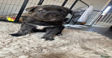 Mixed Breed dogs - Advert 7