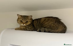 British Shorthair cats for sale: Golden tabby British shorthair female active  in Peterborough - Image 1