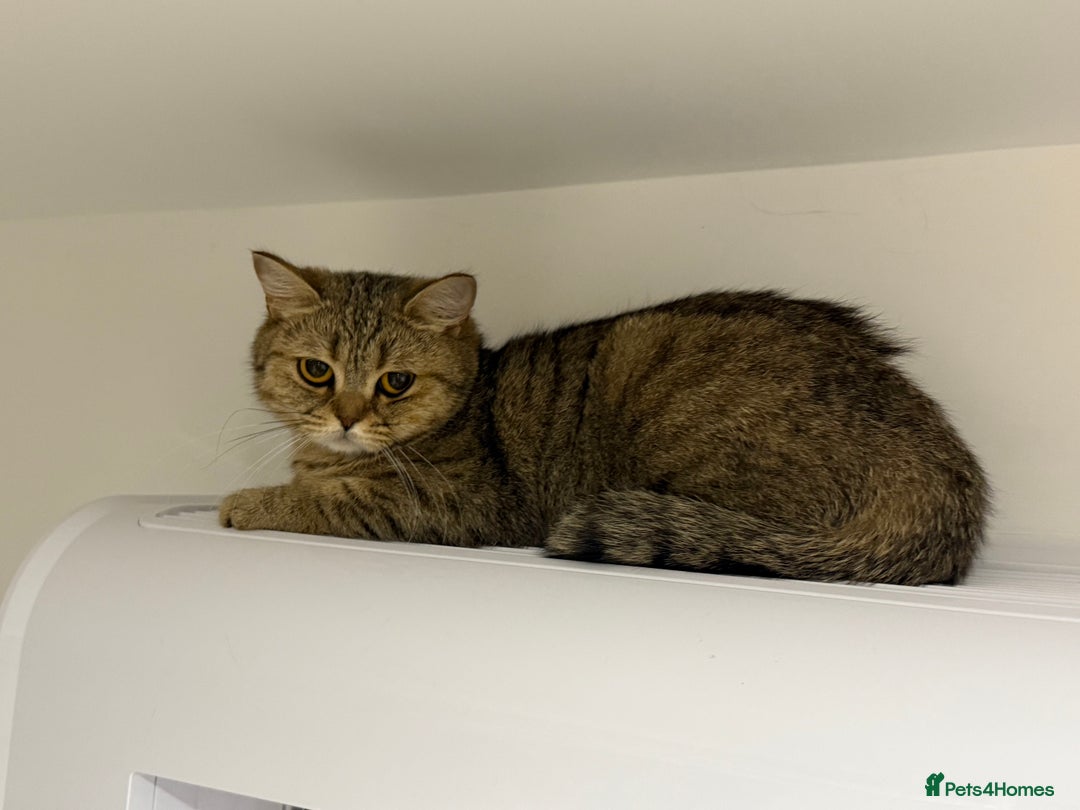British Shorthair cats for sale: Golden tabby British shorthair female active  in Peterborough - Image 1