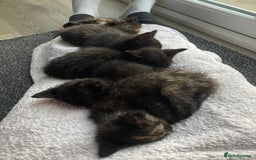 Mixed Breed cats for sale: Semi Longhaired Kittens - Image 13
