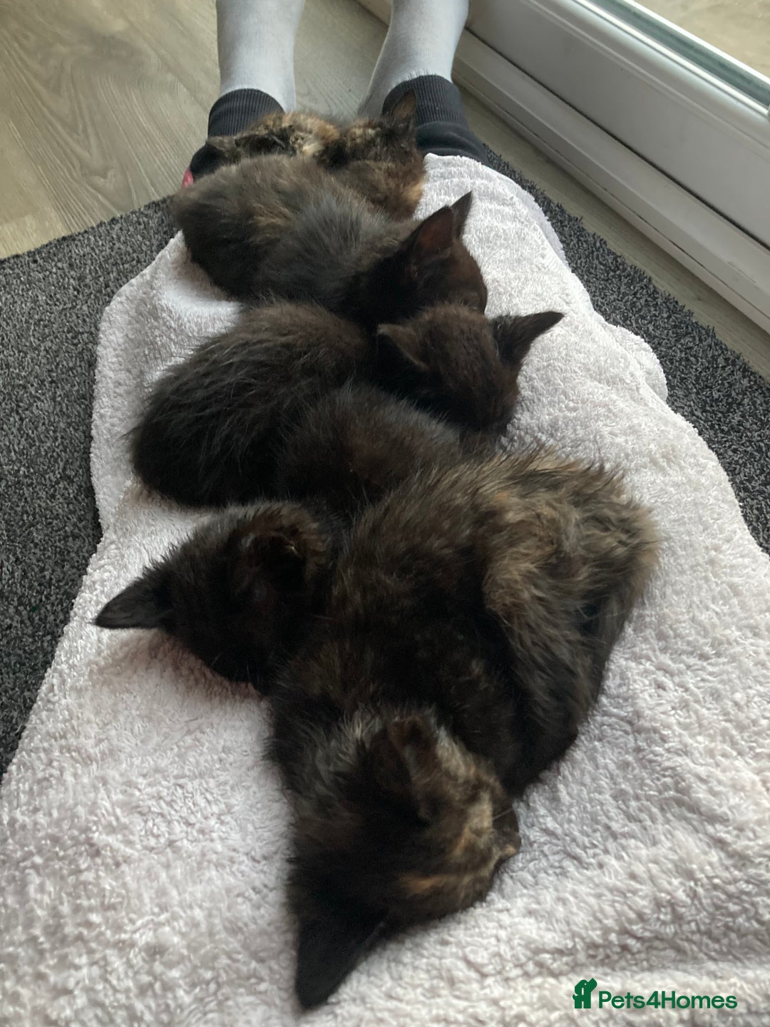 Mixed Breed cats for sale: Semi Longhaired Kittens - Image 13