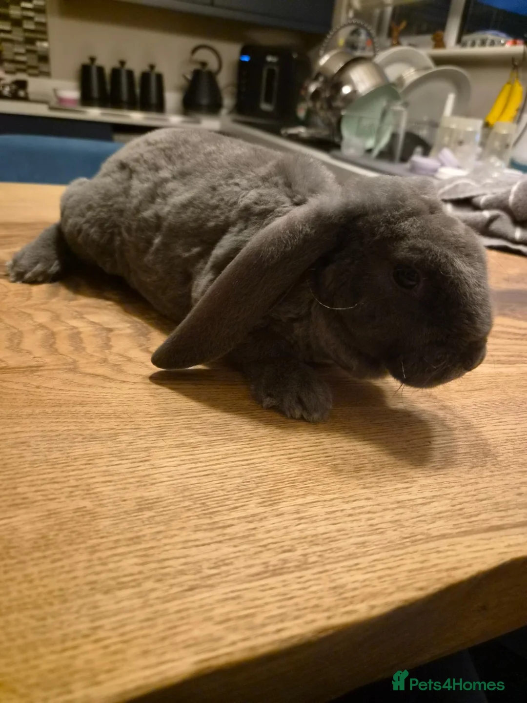 Mixed Breed rabbits for sale: Baby Velveteen lop - Advert 2
