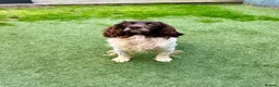 Sprocker dogs for sale: 7yo Sprocker Dog - Advert 2