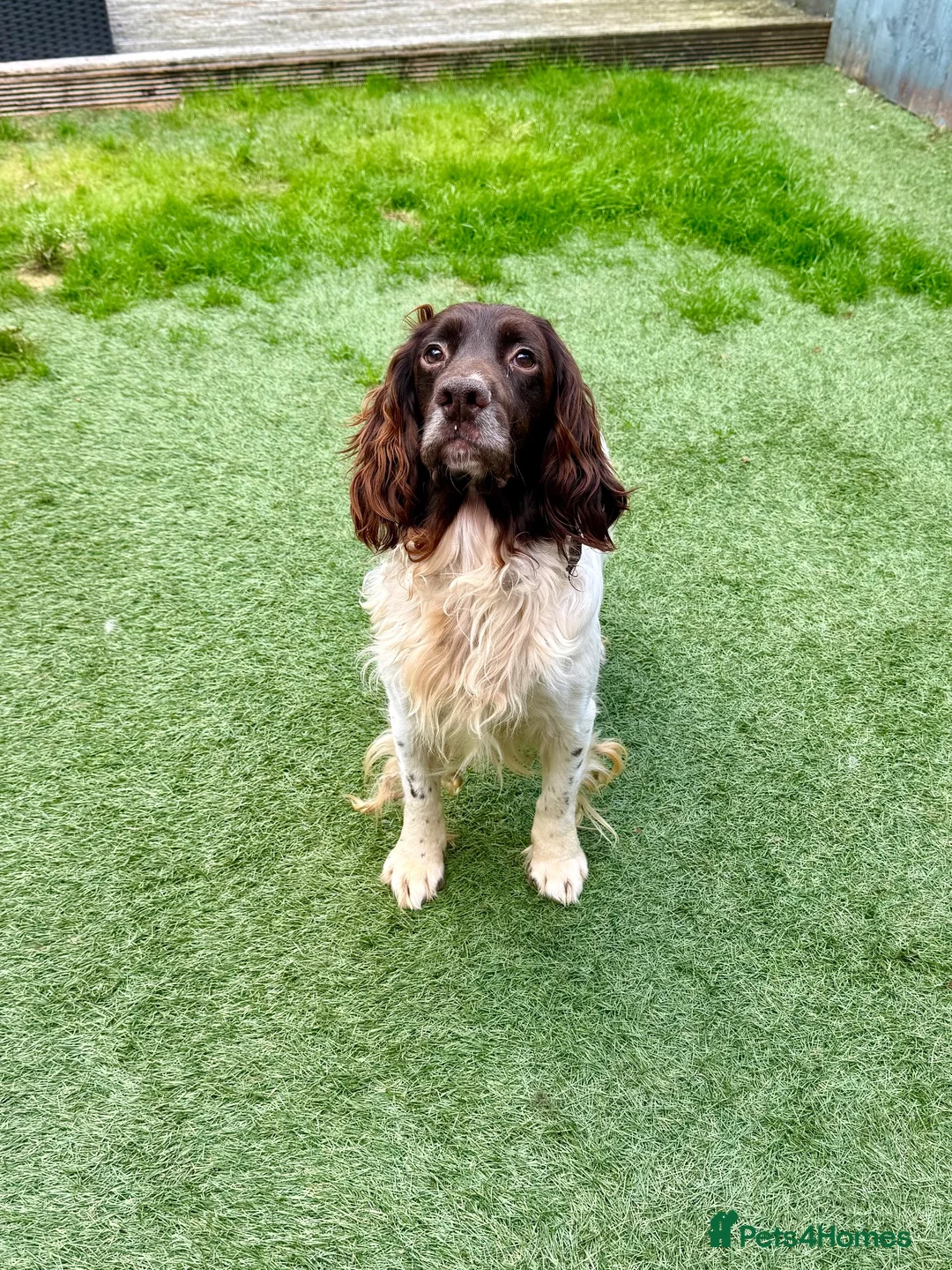 Sprocker dogs for sale: 7yo Sprocker Dog - Advert 2
