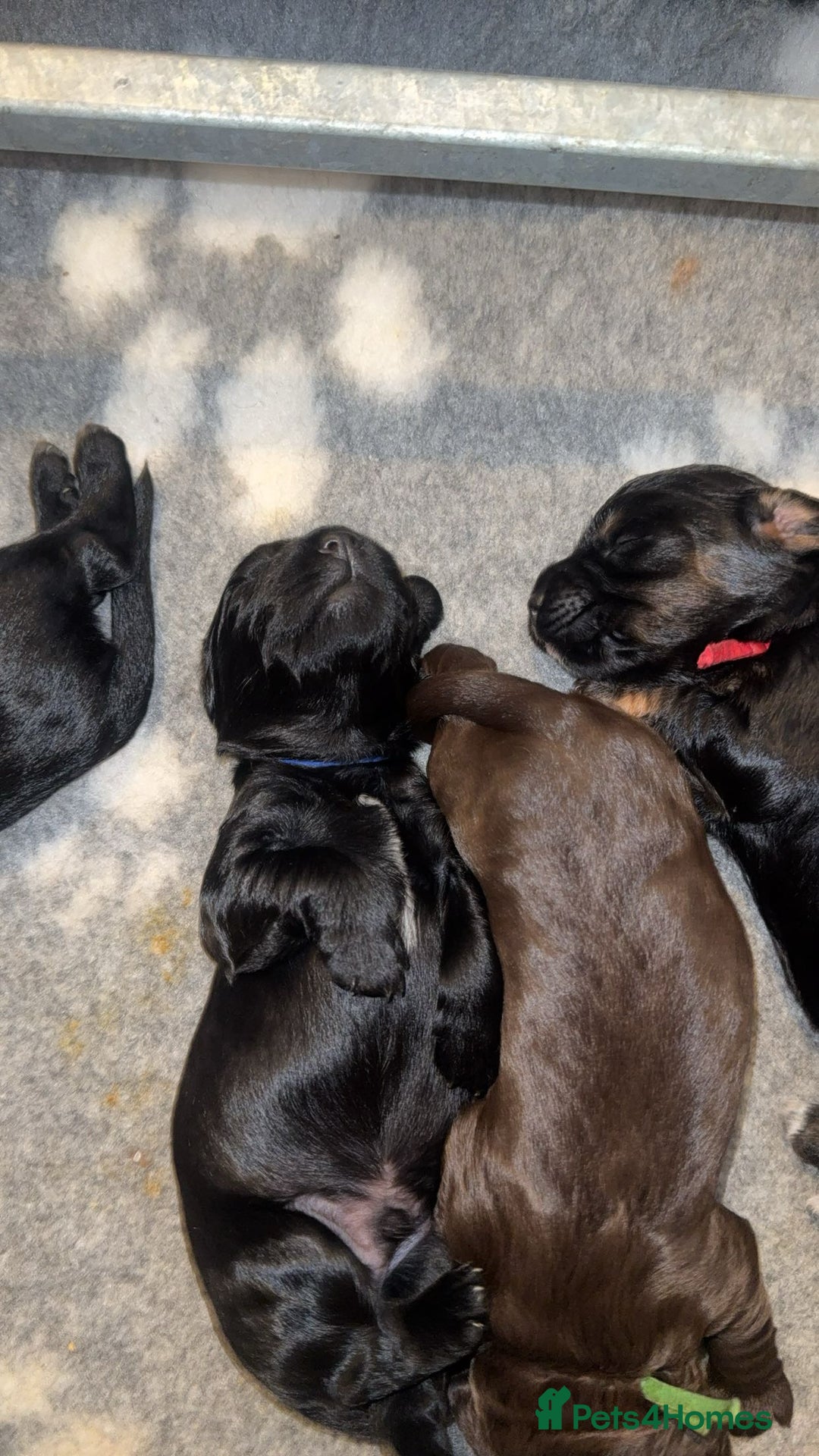Cocker Spaniel dogs for sale: Cocker Spaniel Puppies - Image 22