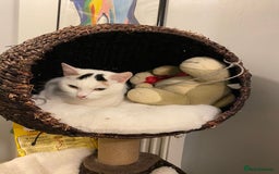 Brazilian Shorthair cats for sale: Beautiful Female Shorthair  - Image 2