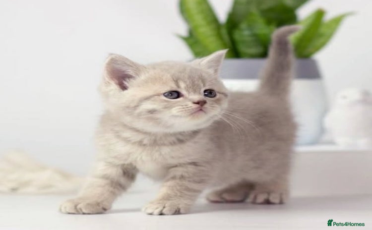 British Shorthair cats - Advert 6