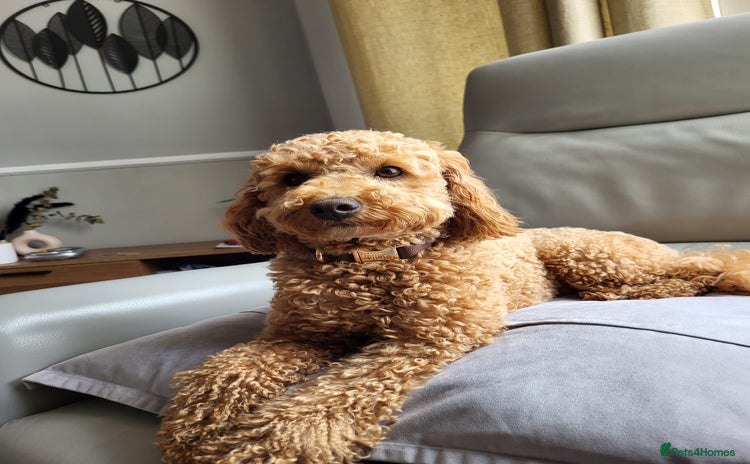 Miniature Poodle dogs - Advert 1