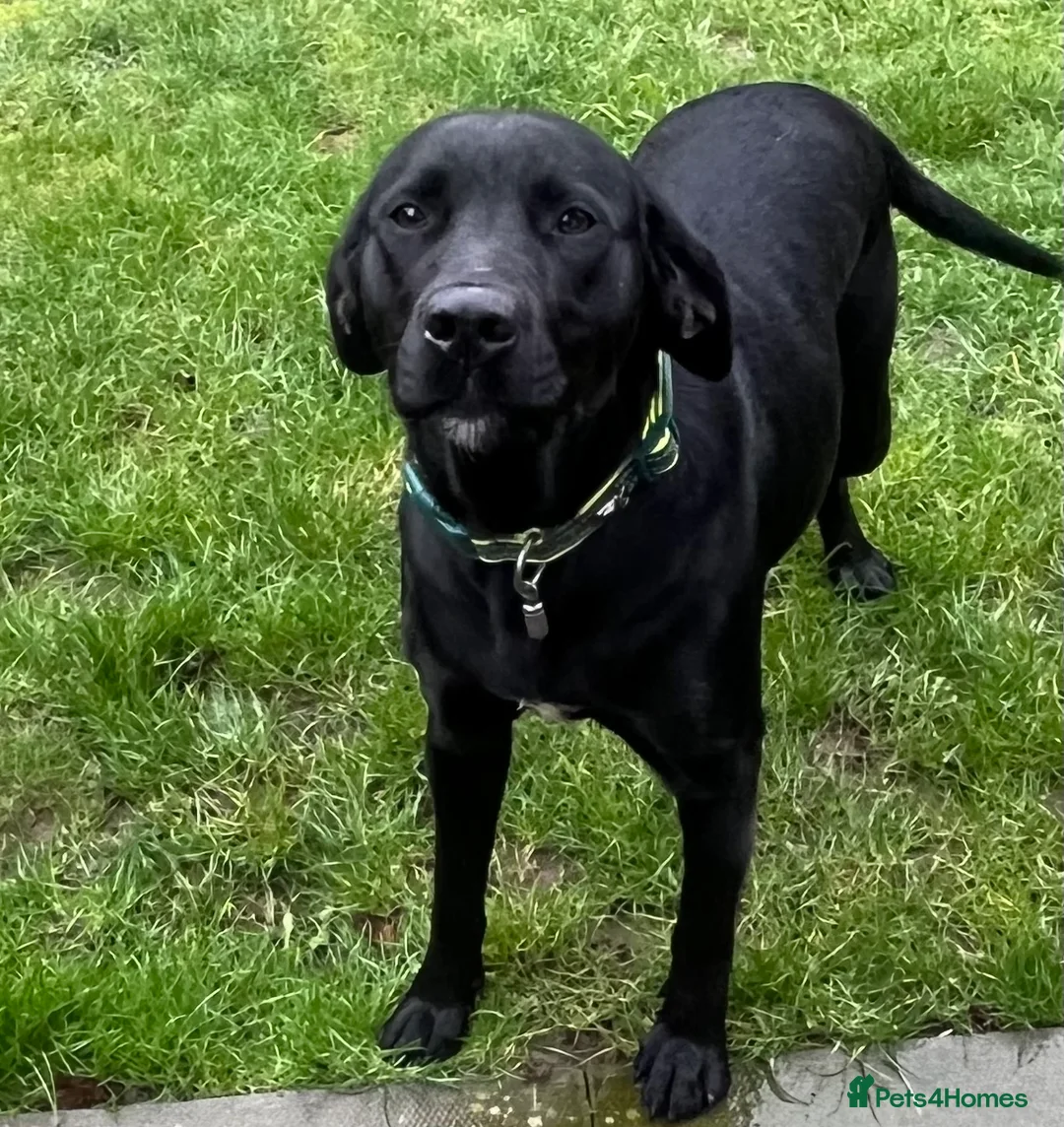 Labrador Retriever dogs for sale: Beautiful female  - Advert 5