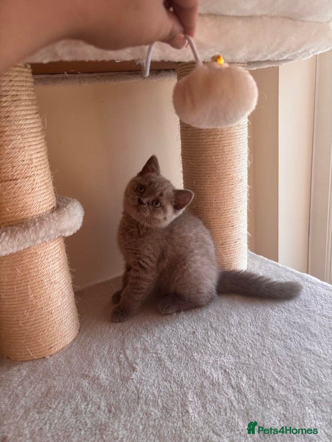 British Shorthair cats for sale: Quality GCCF British Shorthair Kittens - Image 4