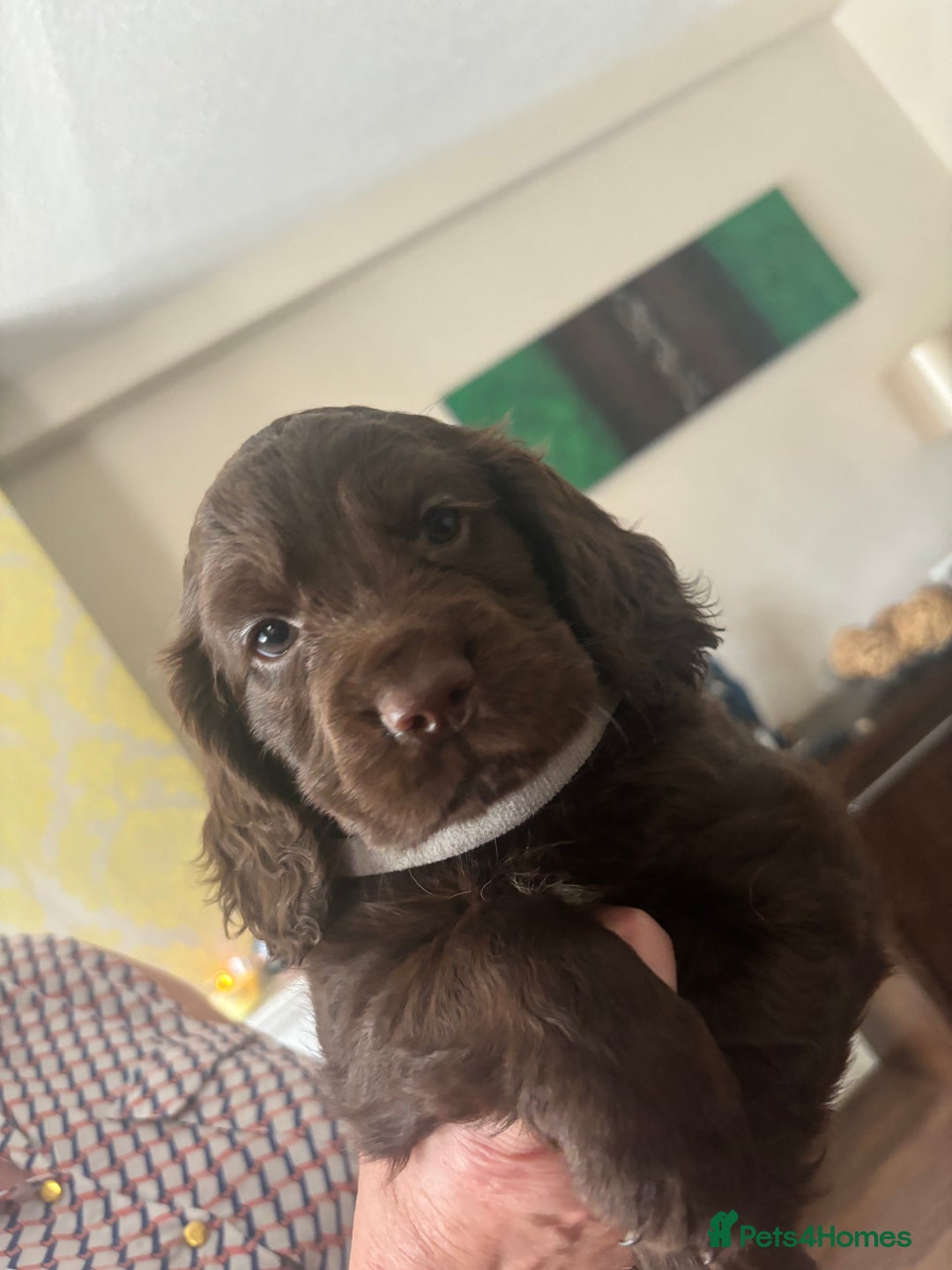 Cocker Spaniel dogs for sale: Stunning Health checked girl🩷ready to go now🐶 - Image 10