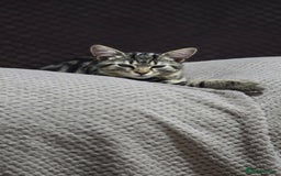 Domestic Shorthair cats for sale: Domestic shorthair - Image 6