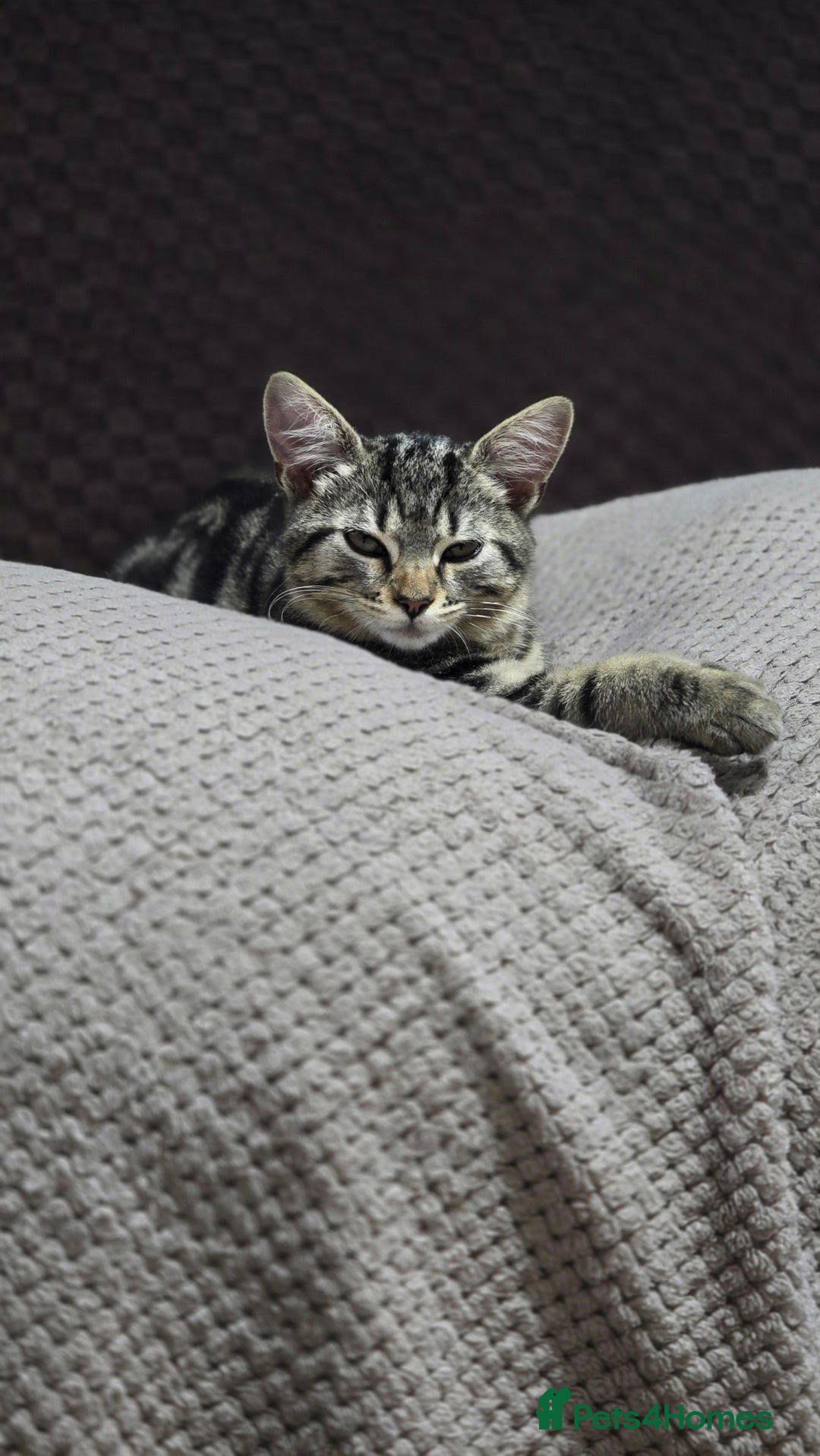 Domestic Shorthair cats for sale: Domestic shorthair - Image 6