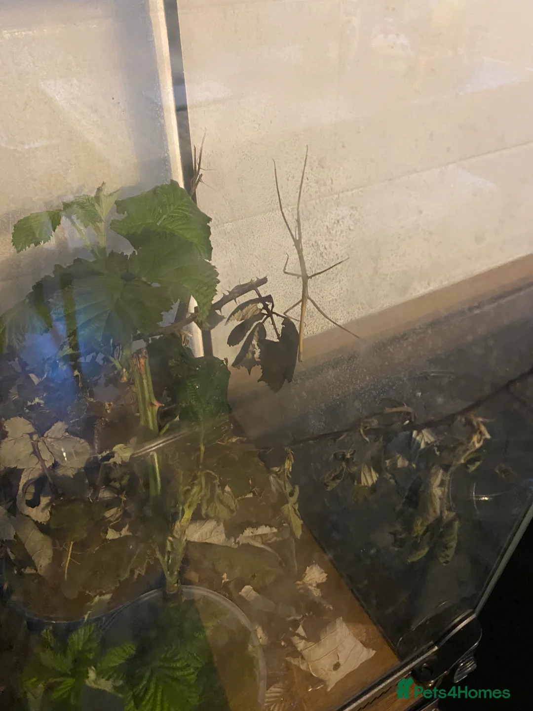 Stick Insects invertebrates for sale: Vietnamese/Annam Walkingsticks Free to Good Homes - Advert 1