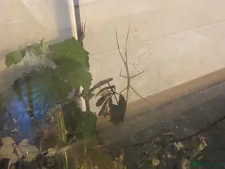 Stick Insects invertebrates Vietnamese/Annam Walkingsticks Free to Good Homes - Advert 14