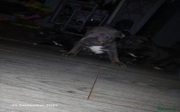 Staffordshire Bull Terrier dogs for sale: Beautiful Staffordshire Bull pups  - Image 12