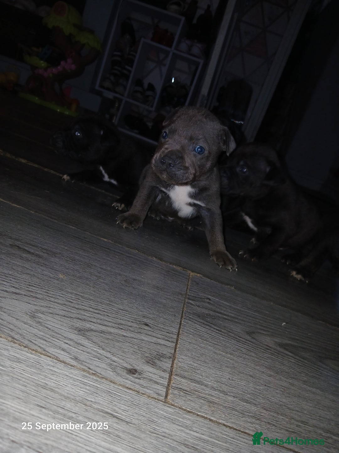 Staffordshire Bull Terrier dogs for sale: Beautiful Staffordshire Bull pups  - Image 12