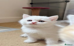 British Shorthair cats for sale: Britiah shorthair last girl available - Image 3