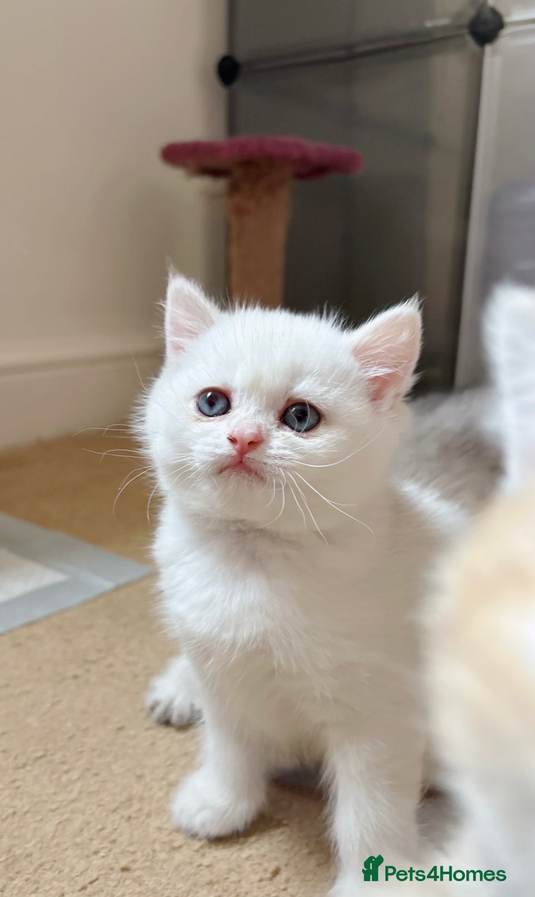 British Shorthair cats for sale: Britiah shorthair last girl available - Image 3