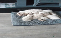 Ragdoll cats for sale: Ragdoll kittens  - Image 2