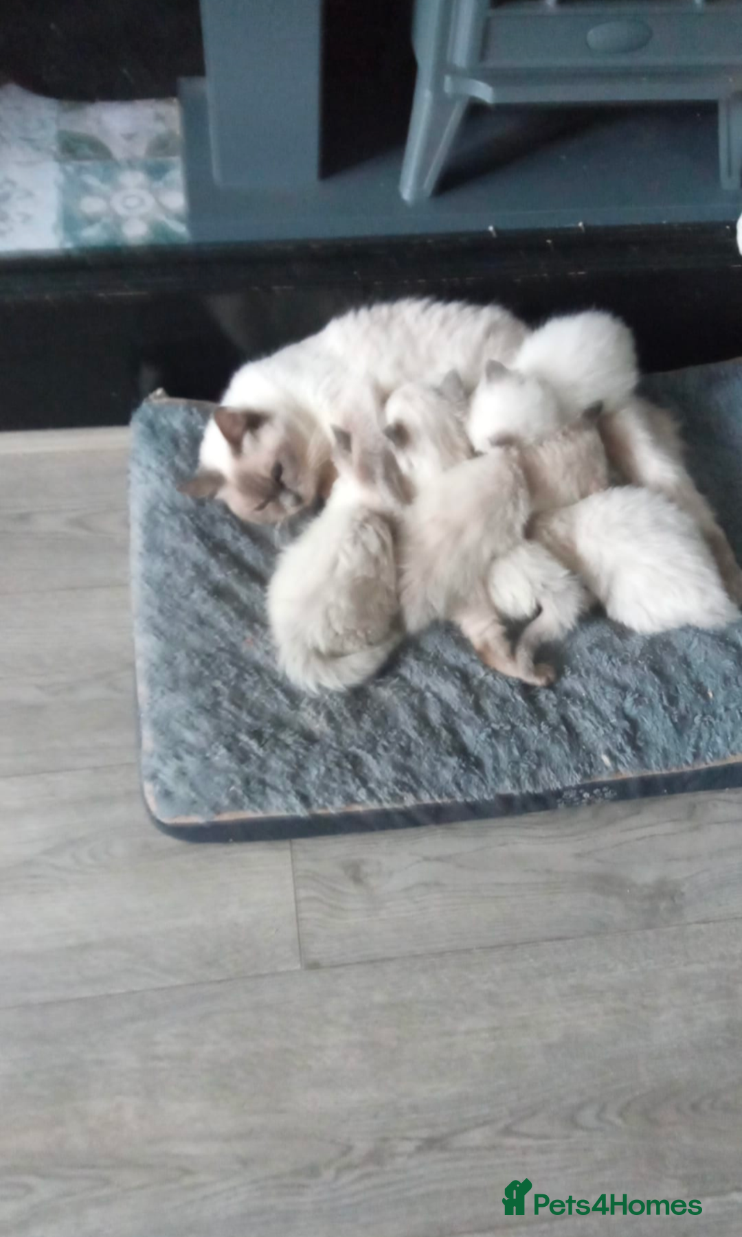 Ragdoll cats for sale: Ragdoll kittens  - Image 2
