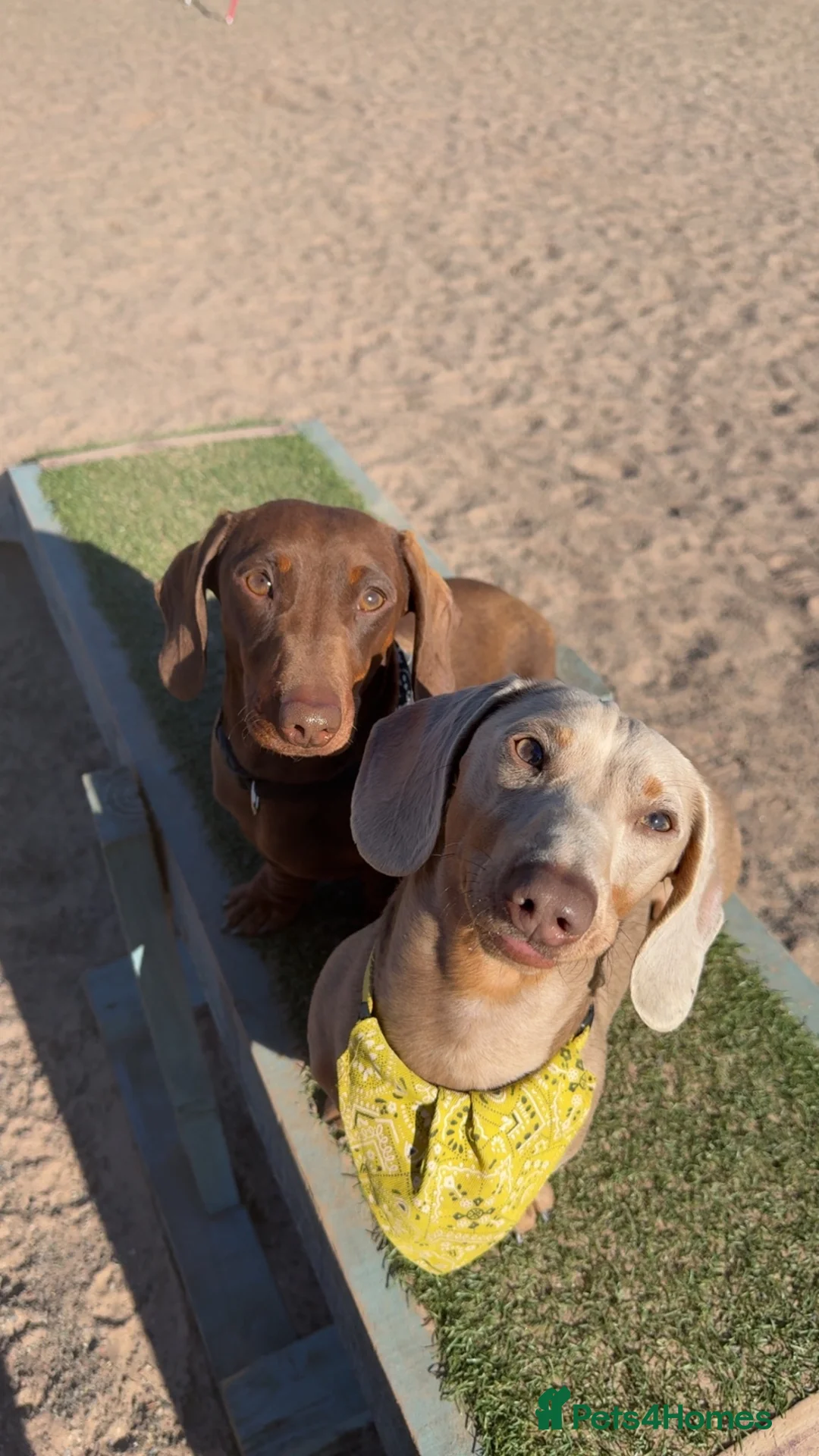 Miniature Dachshund dogs for sale: 2 dashunds  - Advert 8
