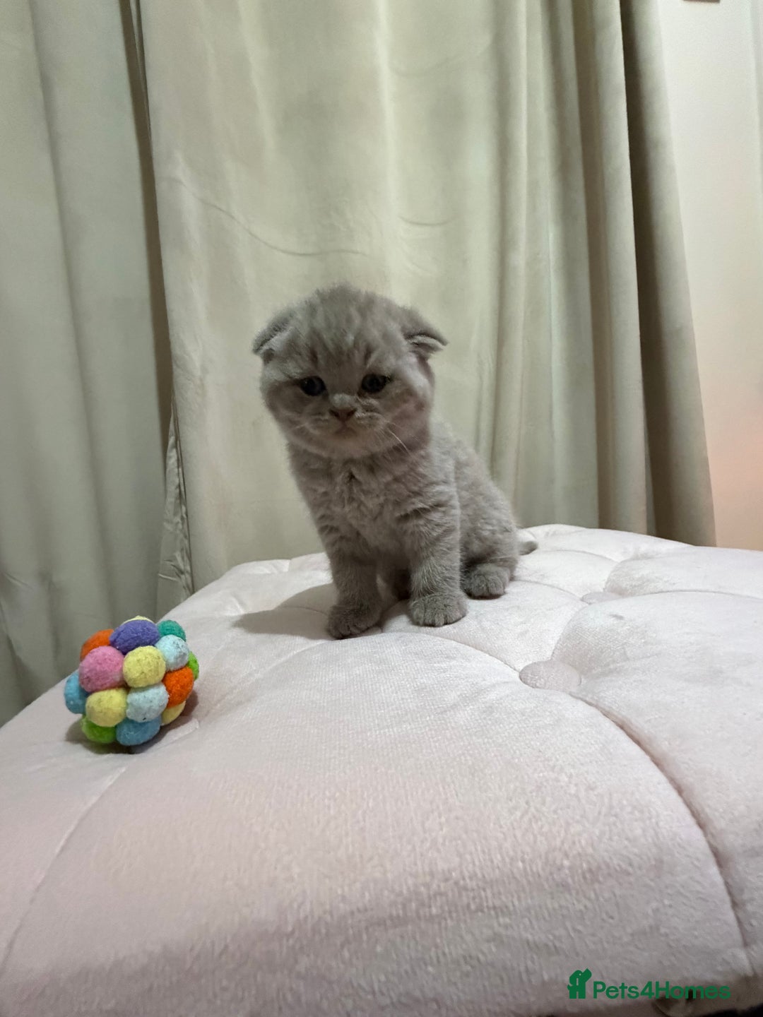 Scottish Fold cats for sale: Scottish Fold/ Straight kitties  - Advert 2