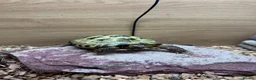 Tortoise reptiles for sale:  tortoise in Telford - Advert 5