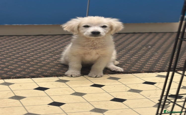 Golden Retriever dogs - Advert 14