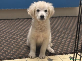 Golden Retriever dogs Beautiful golden retriever boy puppy - Advert 6