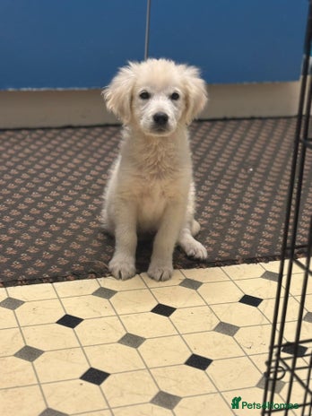 Golden Retriever dogs - Advert 14