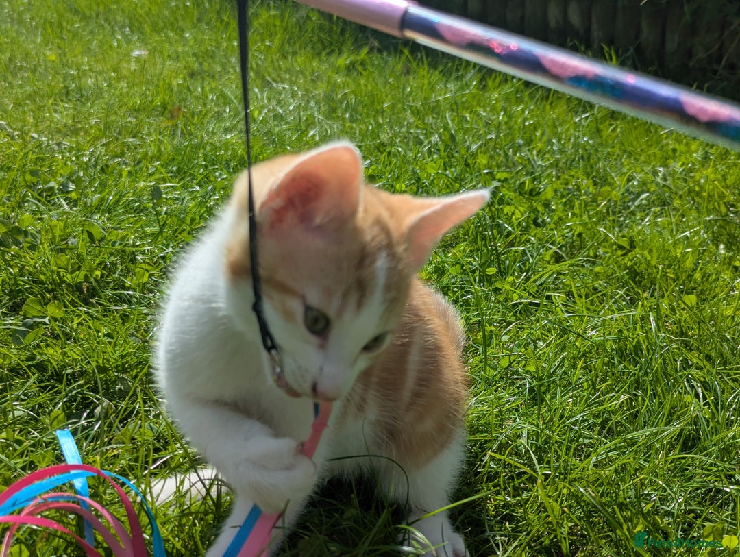 British Shorthair cats for sale: 4 adorable 9 week old kittens for sale - Image 14