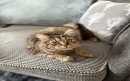 British Longhair cats for sale: Long haired tabby cat  - Image 1
